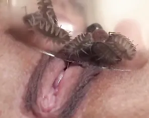 Woodlice in a girl's pussy. Extreme masturbation