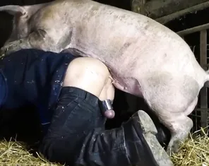 Aggressive boar fucks a man in the ass