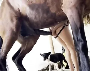 Hardcore animal porn featuring a girl and a horse