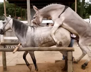 Donkey fucks horse, animal porn