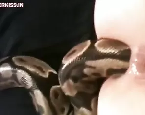 The snake climbed into the girl’s ass, anal zoo porn