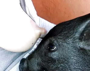 Boar sucks woman's tit, animal porn